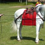 Long-reining a horse at ROMEC XVIIII (2016). Stationary. Image: MCB Rider stands behind a stationary horse holding two long reins.