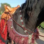 Detail of the Xanten harness fittings reconstruction by César Pociña. Image: César Pociña Close-up of the neck straps and harness fittings of the Xanten horse harness on a horse equipped with a red saddle cloth and brown Romano-Celtic saddle.