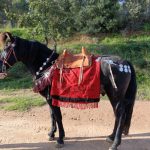 Detail of the Xanten harness fittings reconstruction by César Pociña. Image: César Pociña General view of the left side of the harness fittings of the Xanten horse harness on a horse equipped with a red saddle cloth and brown Romano-Celtic saddle.