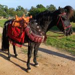 Detail of the Xanten harness fittings reconstruction by César Pociña. Image: César Pociña General view of the right side of the harness fittings of the Xanten horse harness on a horse equipped with a red saddle cloth and brown Romano-Celtic saddle.