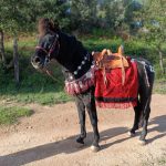 Detail of the Xanten harness fittings reconstruction by César Pociña. Image: César Pociña General view of the left side of the harness fittings of the Xanten horse harness on a horse equipped with a red saddle cloth and brown Romano-Celtic saddle.
